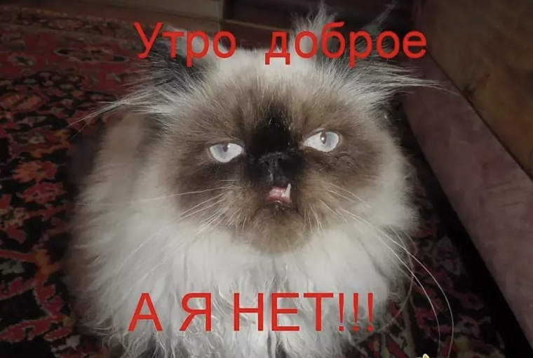 Недовольный кот с утра