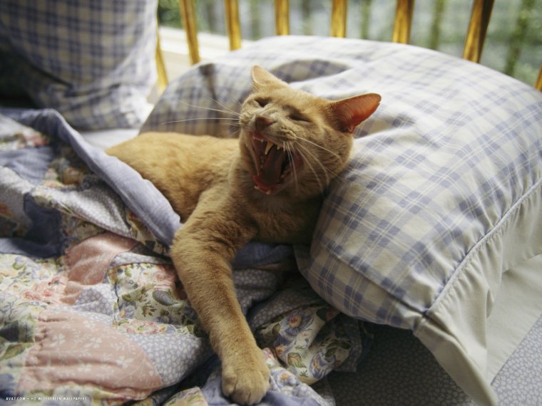 Недовольный кот с утра