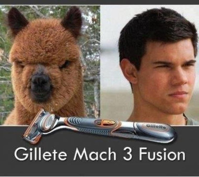 Безумно быть первым волк