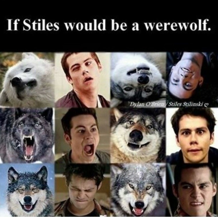 Джейкоб из сумерек лама