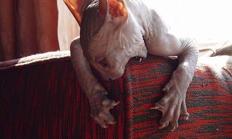 Хочется рвать и метать рвать и метать