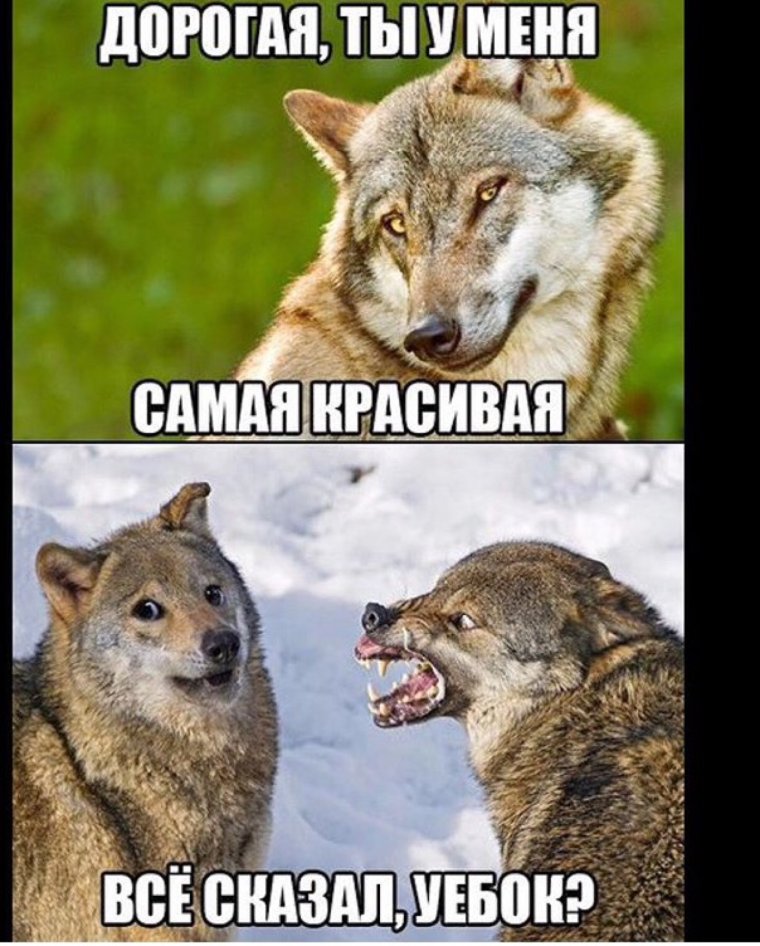 Злой волк мемы