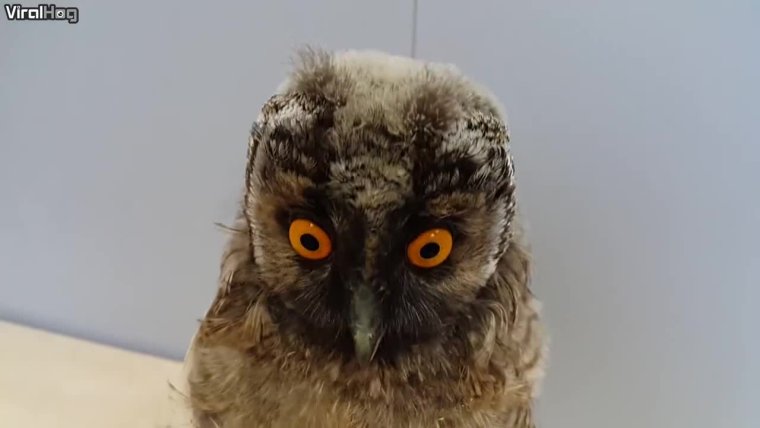 Первый рабочий день послл