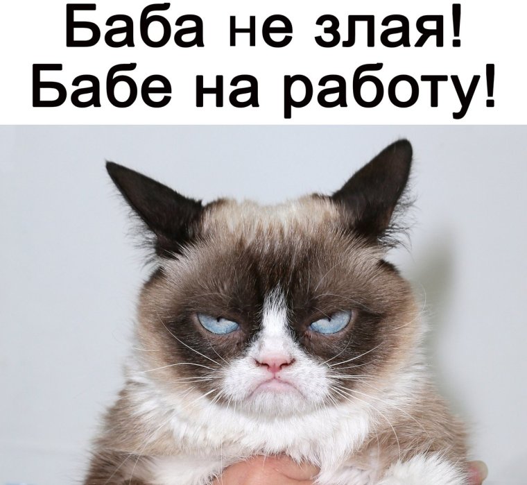 Грампи Кэт в России