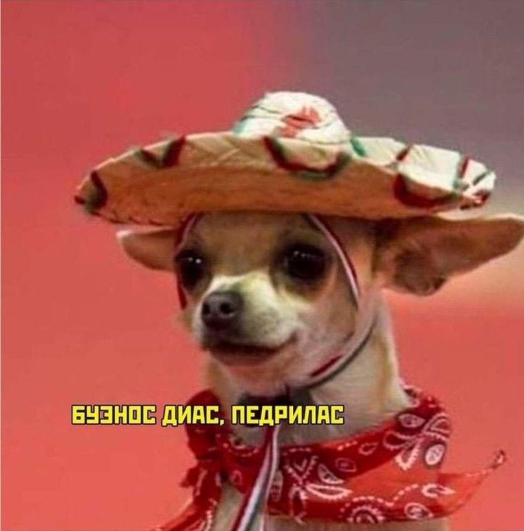 Буэнос Диас педриас собачка