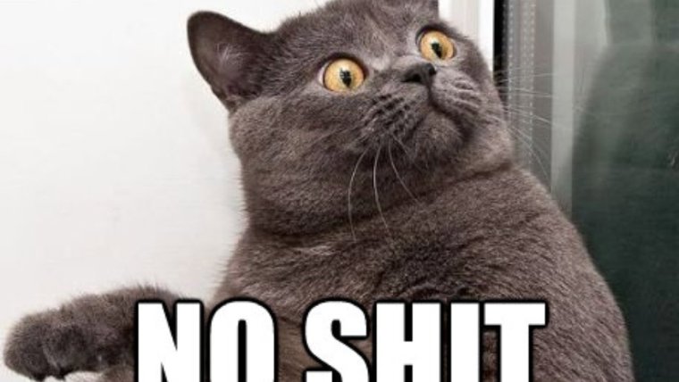 Кот в недоумении