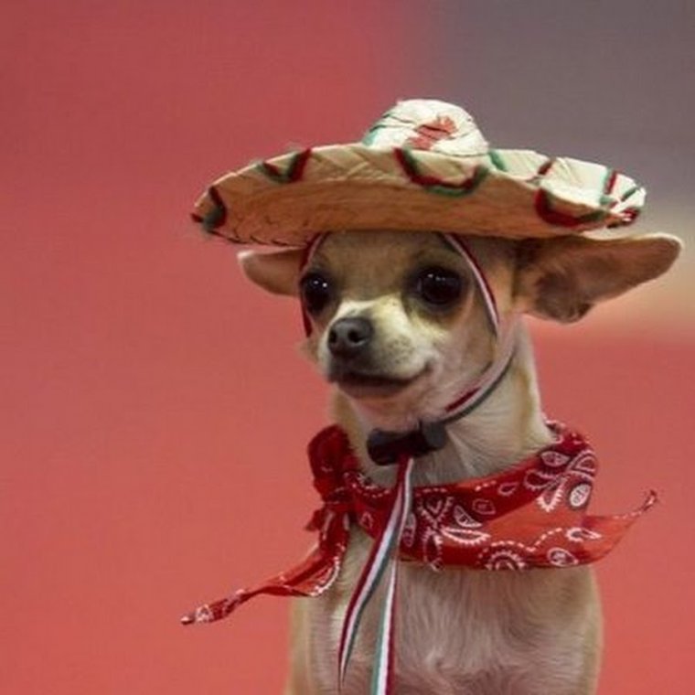 Буэнос Диас Педрилос