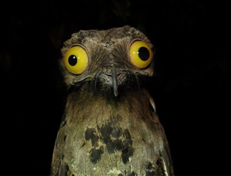 Исполинский козодой упоротый