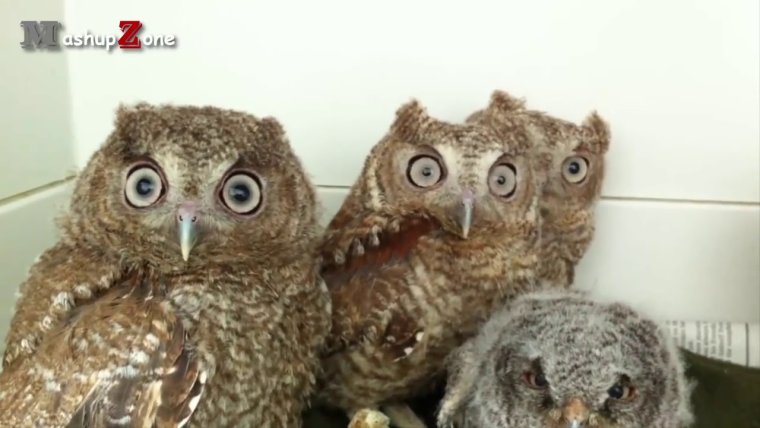 Планерка Совы