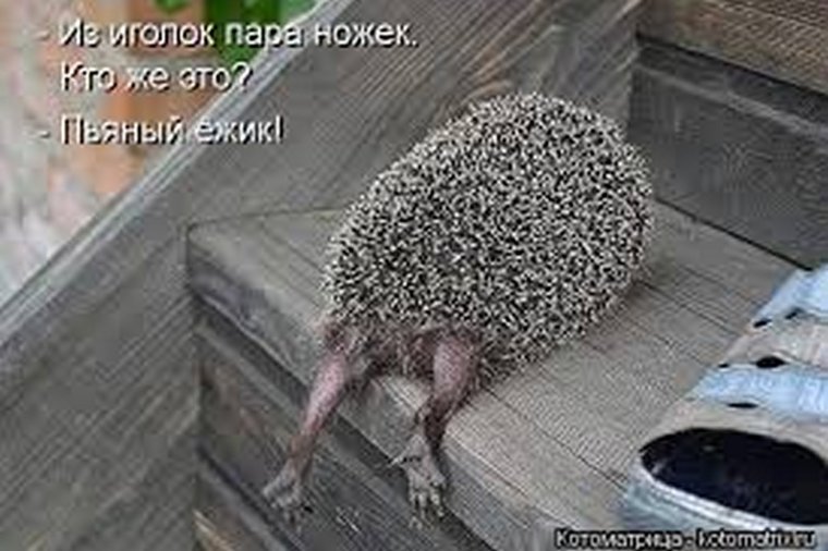 Уставший Ежик