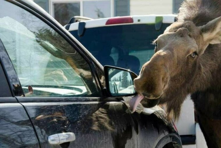 Лось прикол