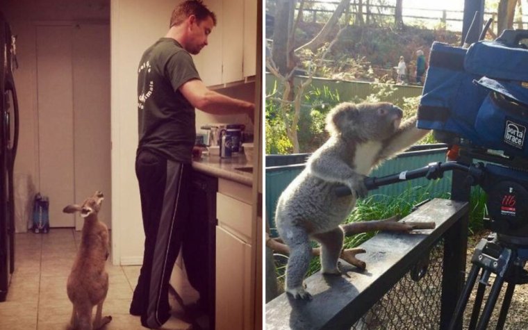 Чак Норрис Рисовач