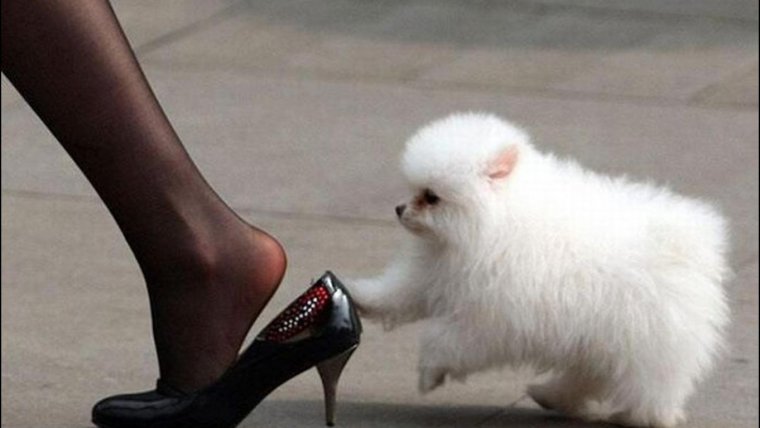 Собака на каблуках