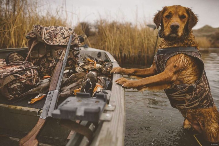 Собака на охоте прикол