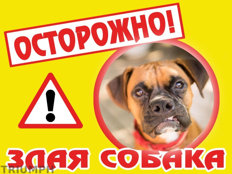 Смешные таблички про собак