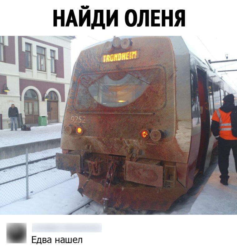 Найди на фото оленя