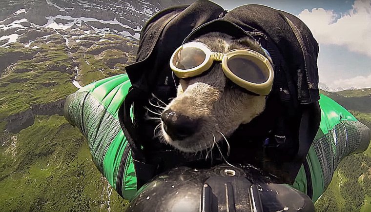 Прыжок с парашютом с собакой