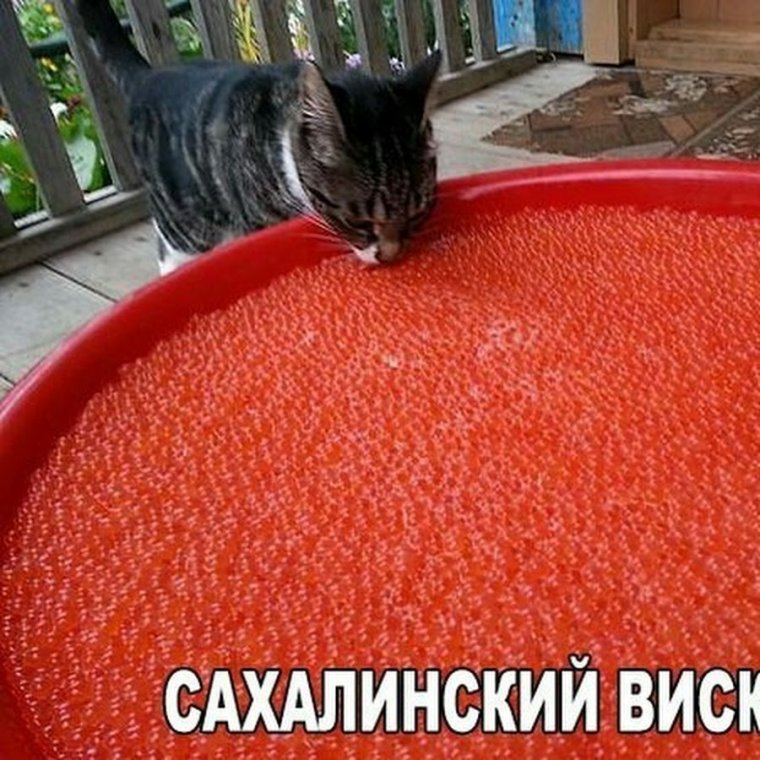 Кот и красная икра