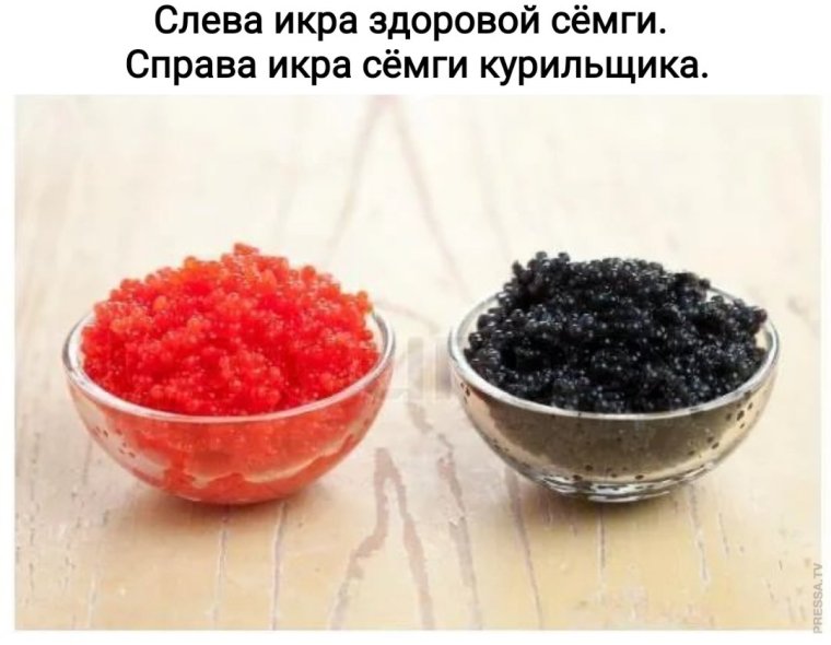 Кот с икрой