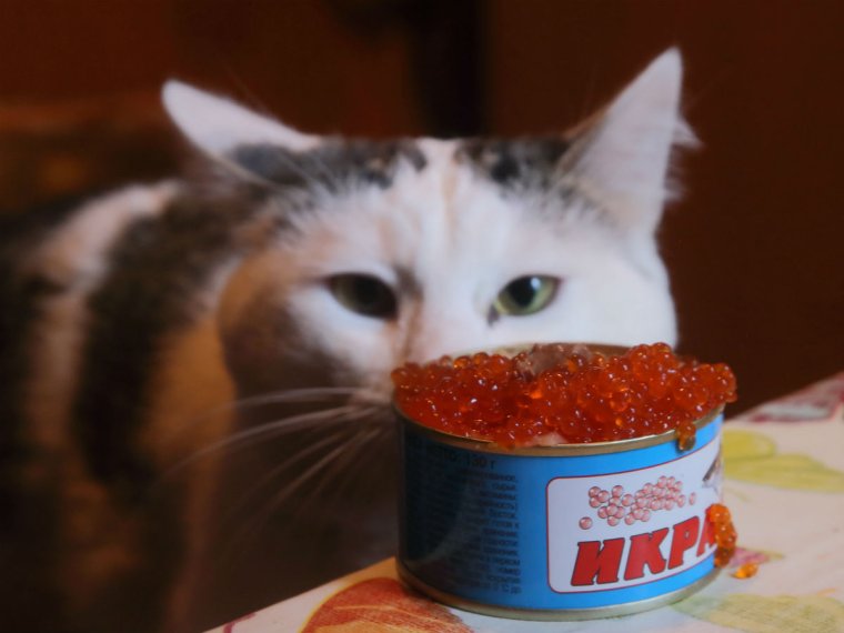 Бутерброды с черной икрой