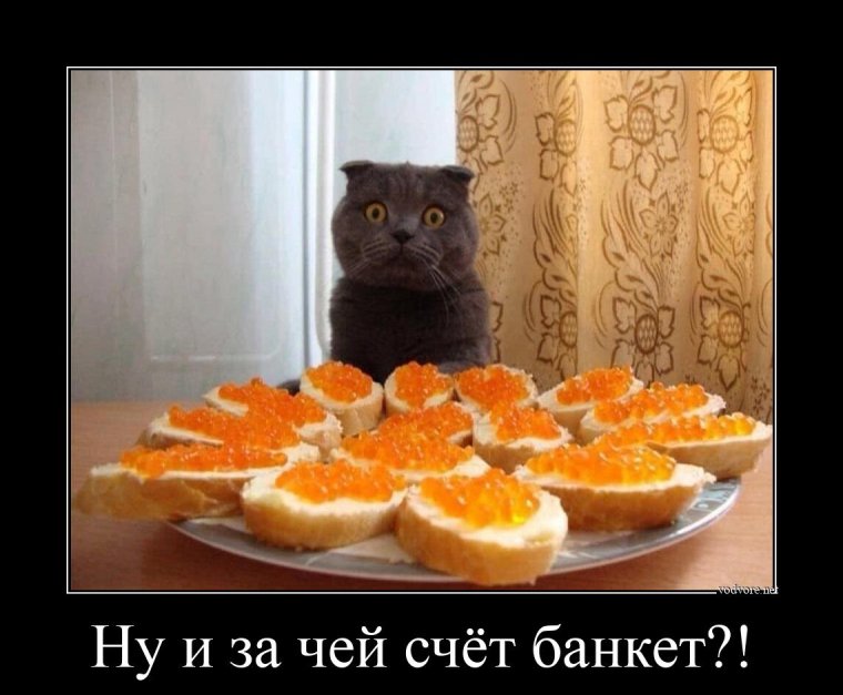 Кот и красная икра прикол