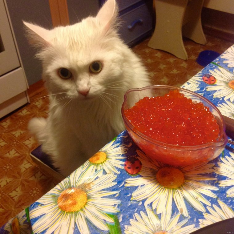 Красная икра демотиватор