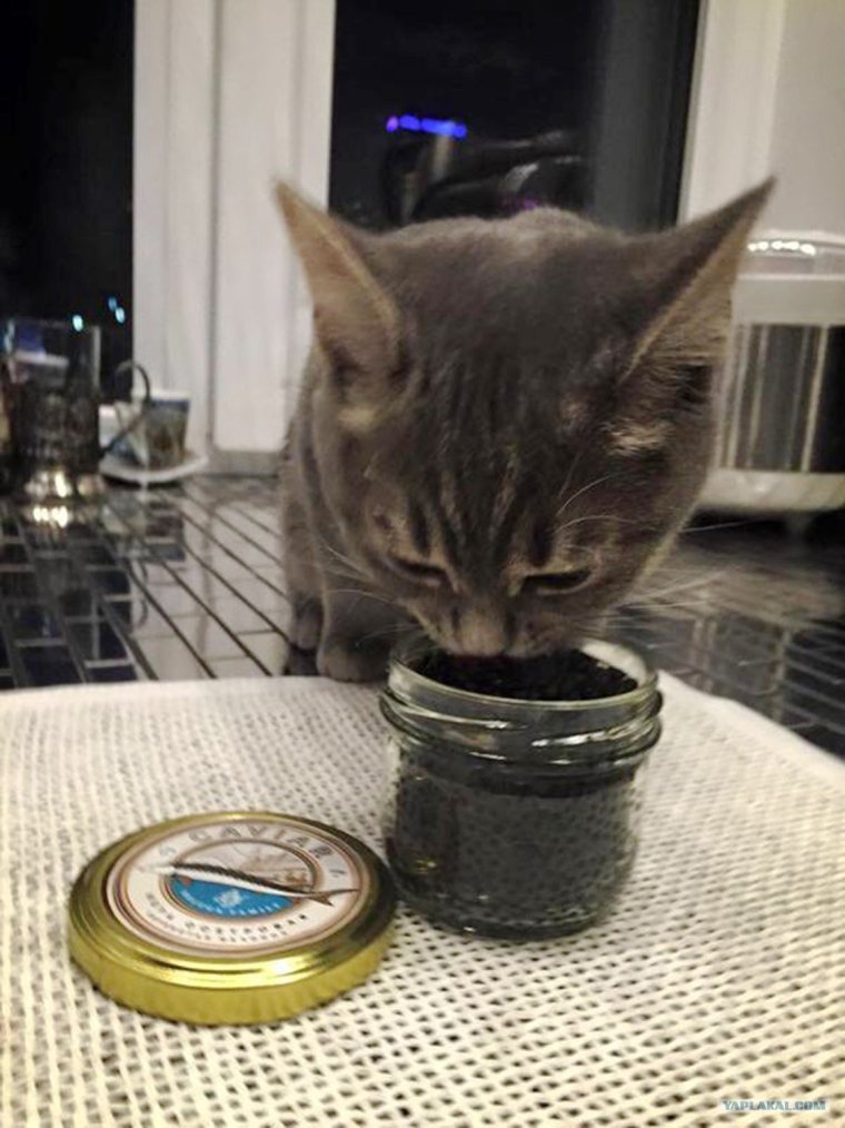 Бутерброды с черной икрой