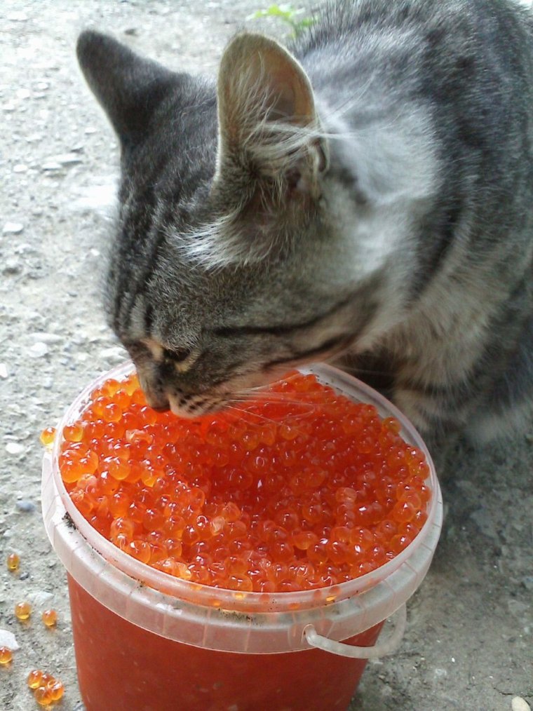 Шутки про москвичей