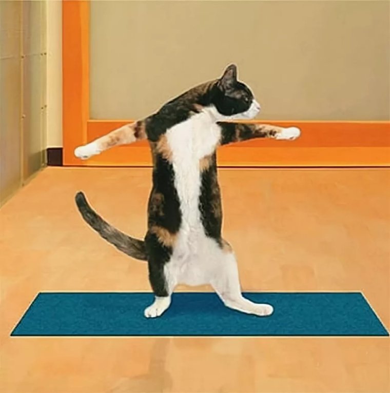 Кот занимается спортом