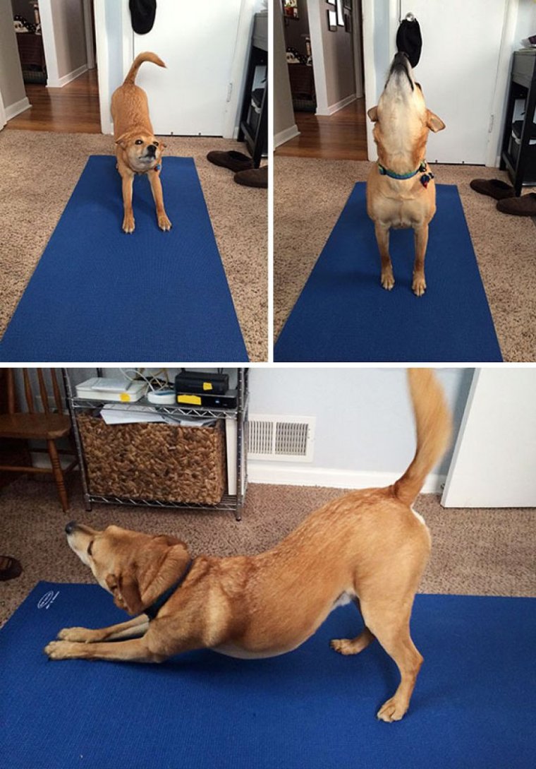 Собака занимается йогой