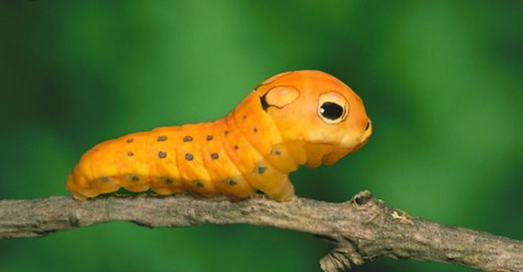 Гусеница Лесной моли