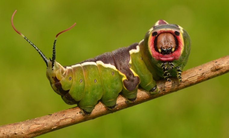 Вилохвост Жук