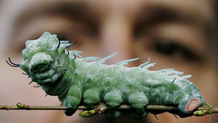 Большая гусеница