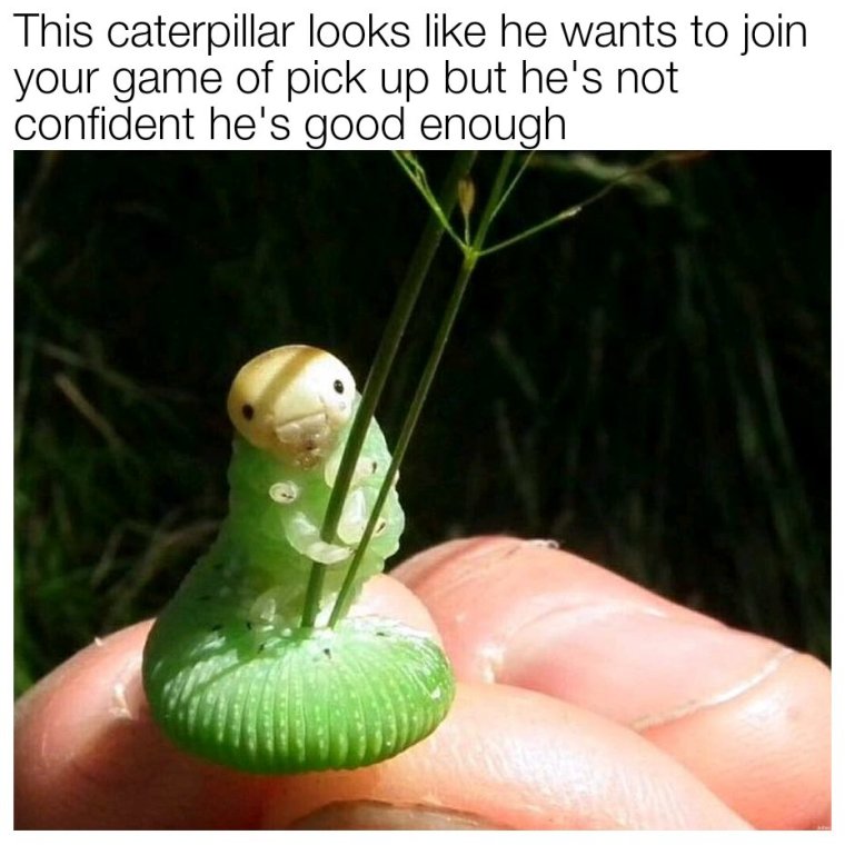 Мемы про гусениц