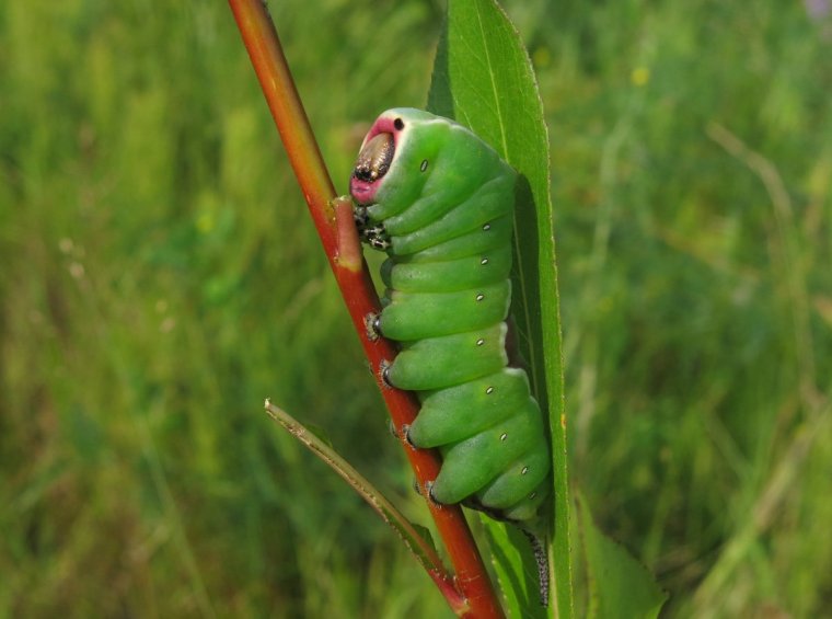 Furcula Bifida гусеница