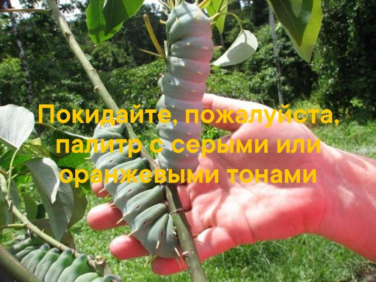 Павлиноглазка цекропия