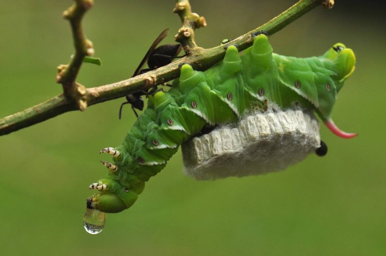 Тутовый шелкопряд гусеница