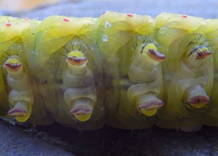 Ложные конечности гусеницы