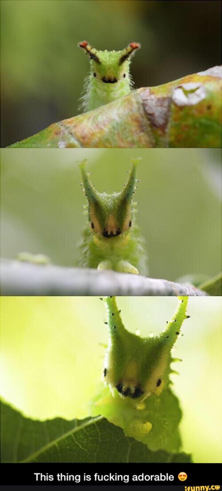 Sasakia charonda гусеница