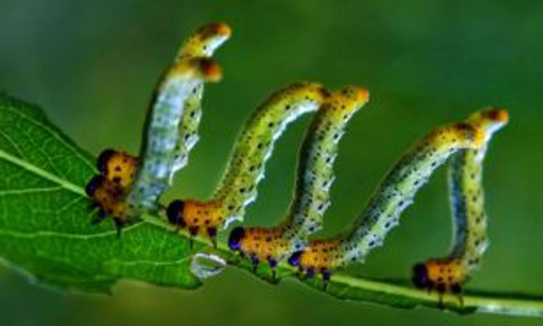 Гарпия большая (Cerura vinula), гусеница