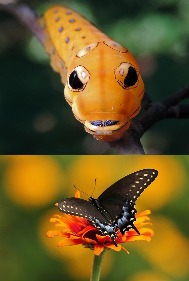 Приключения Флика Гусен