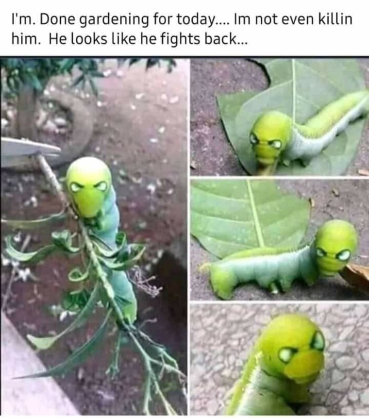 Вилохвост Жук