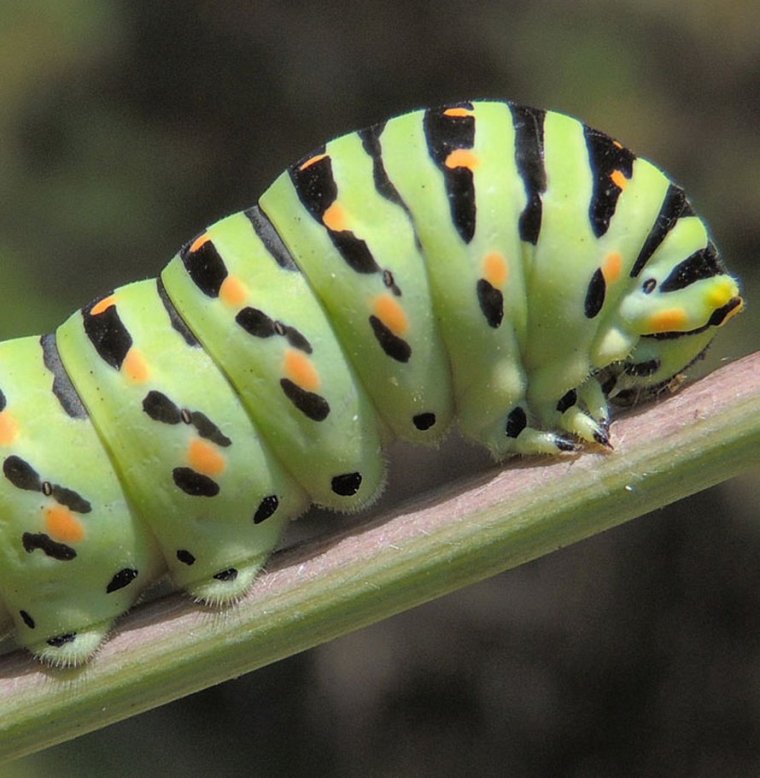 Яркая гусеница