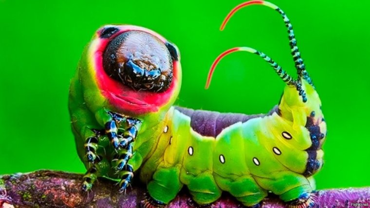 Жуки гусеницы бабочки