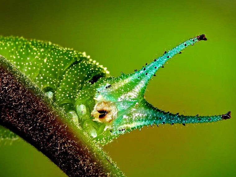 Насекомые гусеница бабочки