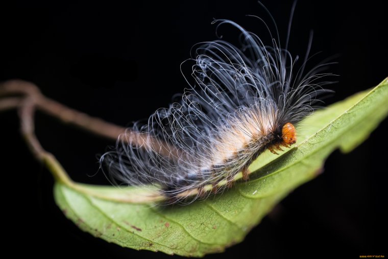 Японский Император гусеница