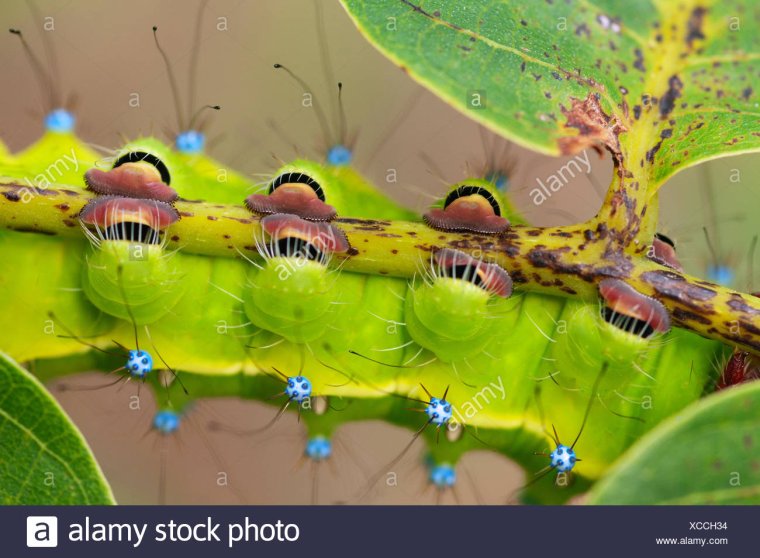 Гусеница с ножками