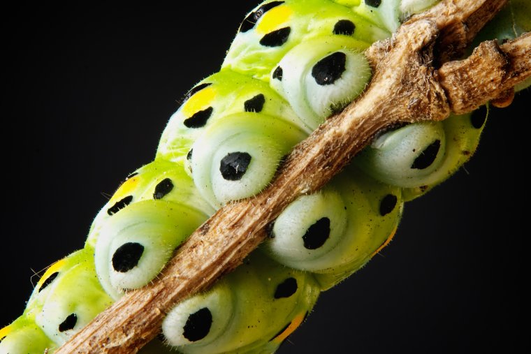 Ножки гусеницы
