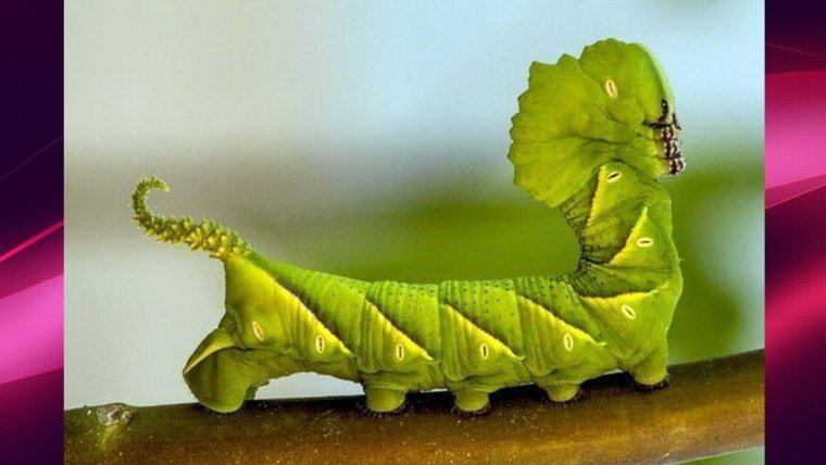 Удивительные гусеницы