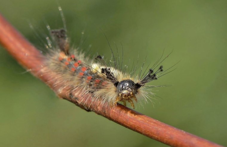 Гусеница модница